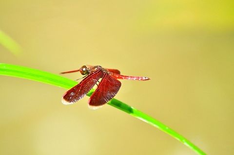 Red Grasshawk dragonfly  Asia,Borneo,Dragonfly,Geotagged,Insects,Malaysia,Neurothemis fluctuans,Red Grasshawk,Spring