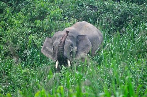 Borneo elephant A lucky spot - followed some dung and tracks near the Maliau Basin Field centre and two came out of the trees! Asian elephant,Borneo elephant,Elephas maximus,Elephas maximus borneensis,Geotagged,Malaysia,Spring
