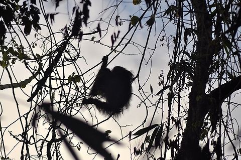 Orangutan silhouette Borneo - near the Gomantong Caves Bornean orangutan,Borneo,Geotagged,Malaysia,Orangutan,Pongo pygmaeus,Spring