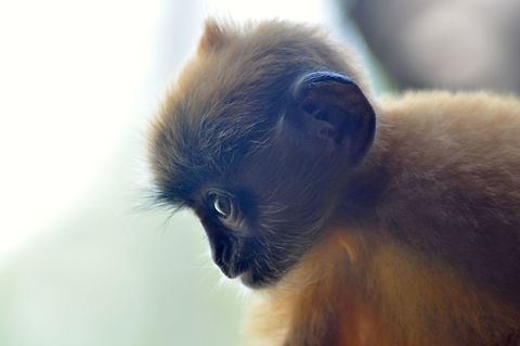 Baby silver leaf monkey Borneo  Chondrostereum purpureum,Geotagged,Javan lutung,Malaysia,Silver leaf,Silvery lutung,Spring,Trachypithecus auratus,Trachypithecus cristatus