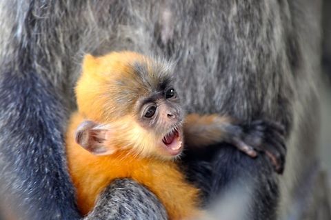 Silver leaf monkey baby yawning Taken at Labuk Bay proboscis monkey sanctuary in Sabah, Borneo Geotagged,Malaysia,Silvery lutung,Spring,Trachypithecus cristatus