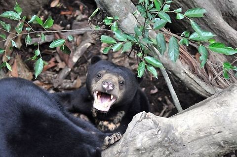Sun bear in Borneo At the Bornean Sun Bear Conservation Centre (BSBCC) in Sabah Geotagged,Helarctos malayanus euryspilus,Malayan Sun Bear,Malaysia,Spring,Sun bear,Ursus malayanus