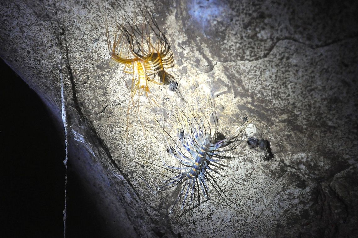 Venomous cave centipede (Thereuopoda longicornis) Gomantong caves, Borneo. Shedded exoskeleton on the top left.  Borneo,Caves,Centipede,Geotagged,Malaysia,Scutigeridae,Scutigeromorpha,Spring,Thereuopoda longicornis