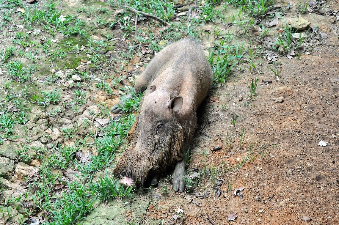 Bearded pig (sus barbatus) In Borneo, near the Maliau Basin Bearded pig,Geotagged,Malaysia,Spring,Sus barbatus