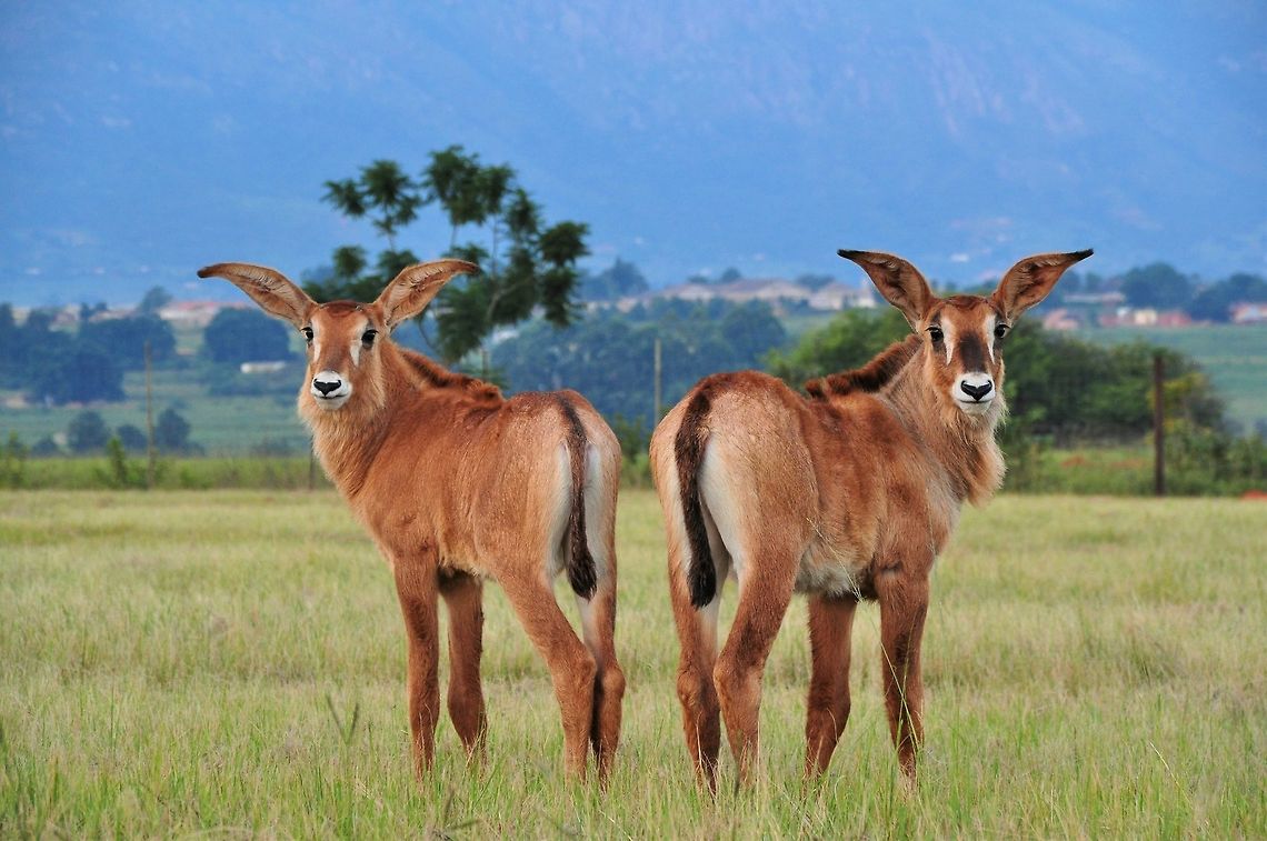 Roan Antelopes in Swaziland The picture was taken in Mlilwane National Park, Swaziland.  Hippotragus equinus,Roan antelope,Swaziland