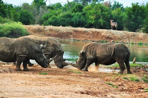 rhinos  Ceratotherium simum,White rhinoceros