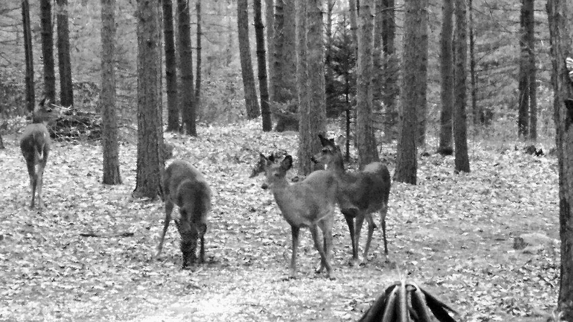 Four White Tails Four White Tailed Deer in black and white.  North West PA. Deer,Odocoileus virginianus,White-tailed Deer,White-tailed deer,black and white,pennsylvania