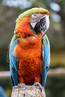 guacamaya  Ara macao,Geotagged,Guacamaya superba,Scarlet Macaw,Spring,United States