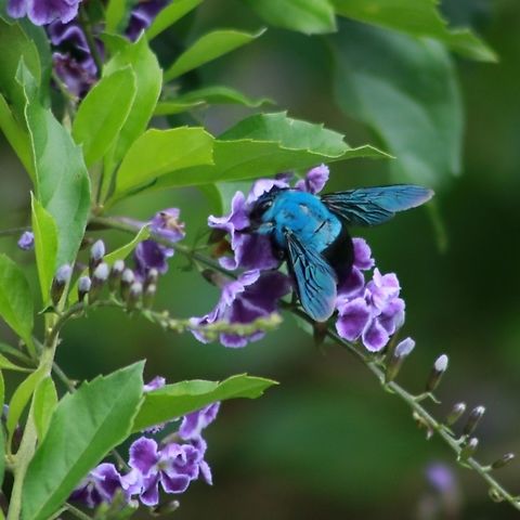 Blue carpenter bee Got this outside my window... backyard shooting at its best! Blue Carpenter Bee,Geotagged,Malaysia,Summer,Xylocopa caerulea,carpenter bee