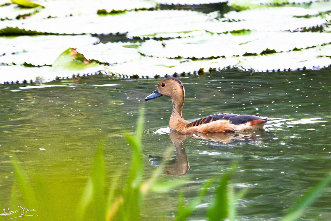 Lesser whistling duck A few of these have made a home in a pond near my house. Love watching them! Belibis,Dendrocygna javanica,Geotagged,Lesser Whistling Duck,Malaysia,Summer,waterbirds