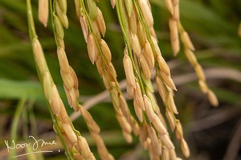 Oryza sativa A grain much consumed everywhere in the world ;) Asian rice,Geotagged,Malaysia,Oryza sativa,Rice,Sekinchan,beras,padi