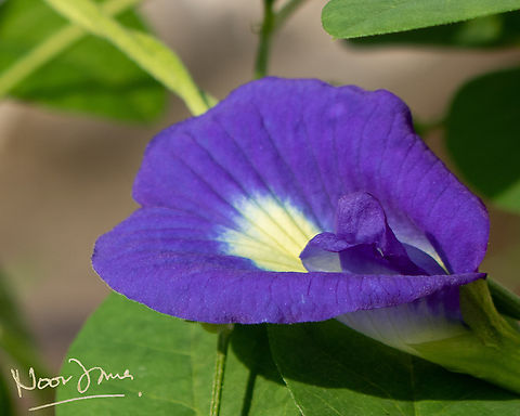 Bunga telang Widely used to colour food, especially the blue rice "nasi kerabu" and nyonya kuih (sweetmeats). It is also believed to help in controlling glucose levels in diabetics. 

 Bunga telang,Butterfly-pea,Clitoria ternatea,Fall,Geotagged,Malaysia,butterfly pea