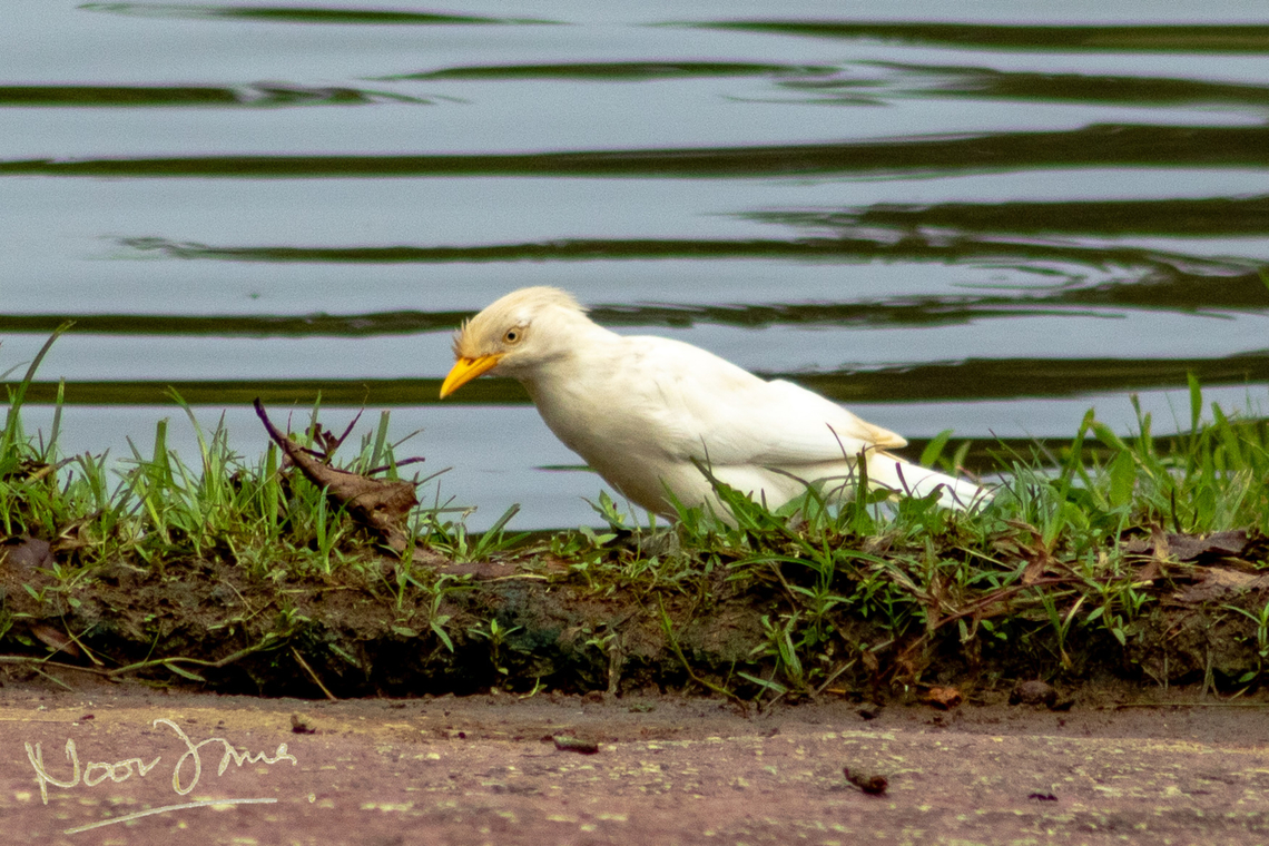 Leucistic mynah Not albino as eyes are normal colour. Acridotheres javanicus,Fall,Geotagged,Javan myna,Malaysia