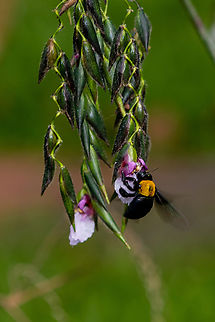 White-cheeked Carpenter