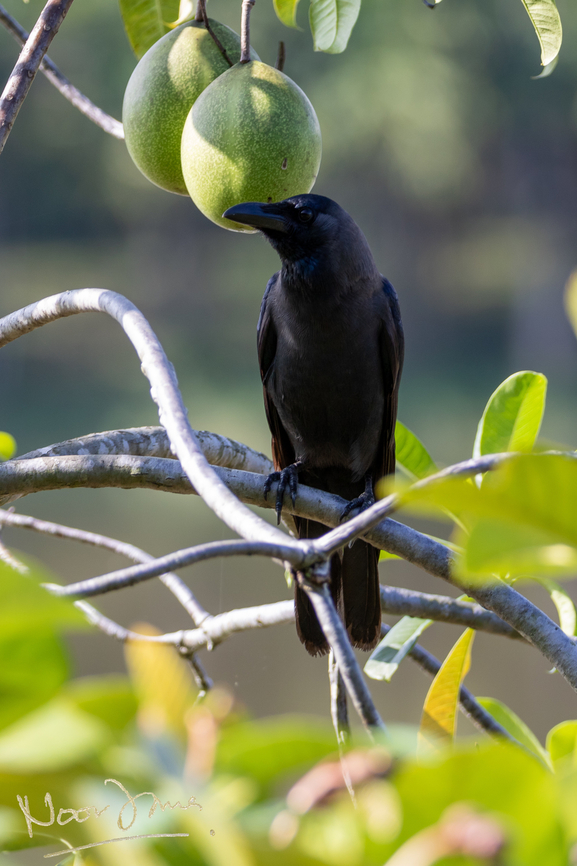 Guarding the *ahem* precious globes ;) Unlike house crows, large billed crows are native to Malaysia and widespread in Asia. Just as raucuous but less annoying, it was a treat to meet this guy.  Corvus macrorhynchos,Geotagged,Jungle crow,Malaysia,Putrajaya,Winter,gagak paruh besar,large-billed crow,thick billed crow