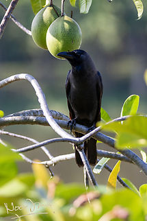 Guarding the *ahem* precious globes ;) Unlike house crows, large billed crows are native to Malaysia and widespread in Asia. Just as raucuous but less annoying, it was a treat to meet this guy.  Corvus macrorhynchos,Geotagged,Jungle crow,Malaysia,Putrajaya,Winter,gagak paruh besar,large-billed crow,thick billed crow