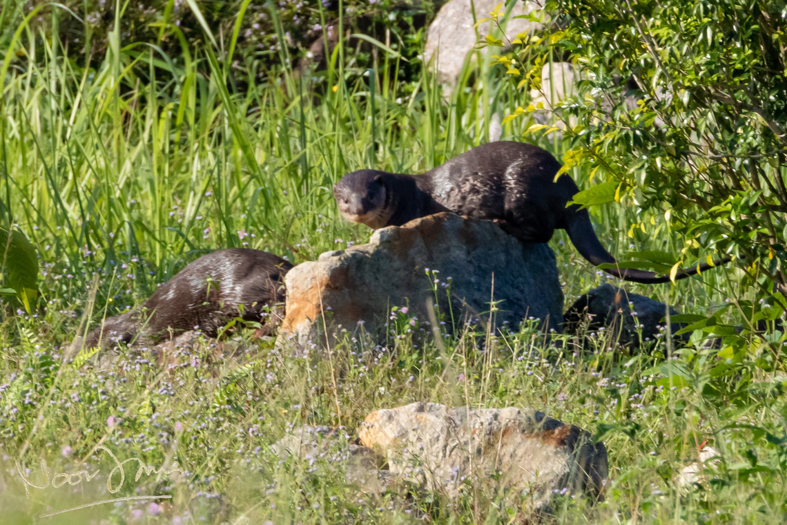 Smooth operators... Smooth otters in Putrajaya. Geotagged,Lutrogale perspicillata,Malaysia,Smooth-coated otter,Winter,memerang,smooth-coated otter