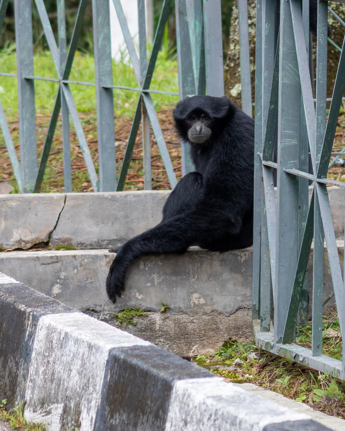 Siamang, seconds before disappearing into the trees My apologies for the built environment, but it was impossible to get a clear shot once it got into the trees. This is the railing to the apartment building, not a cage. The siamangs were hanging out in the parking lot trees when no humans were around. Bukit Tinggi,Malaysia,Siamang,Symphalangus syndactylus