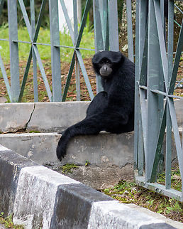 Siamang, seconds before disappearing into the trees My apologies for the built environment, but it was impossible to get a clear shot once it got into the trees. This is the railing to the apartment building, not a cage. The siamangs were hanging out in the parking lot trees when no humans were around. Bukit Tinggi,Malaysia,Siamang,Symphalangus syndactylus