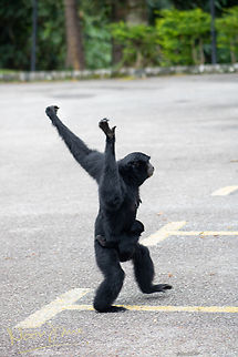 Siamang mother and young Again, apologies for the built environment. I startled the group when I emerged from the apartment. This mama crossed the parking lot to get to the forest, with baby at the hip.  Malaysia,Siamang,Symphalangus syndactylus