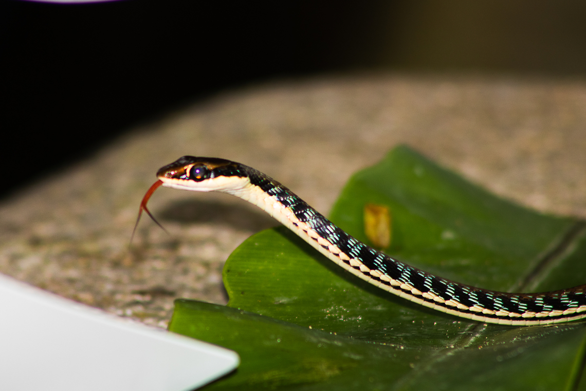 Common bronzeback This tiny serpent was found and shot at a little park. Handsome fella! Common Bronzeback Tree Snake,Dendrelaphis pictus,Painted Bronzeback