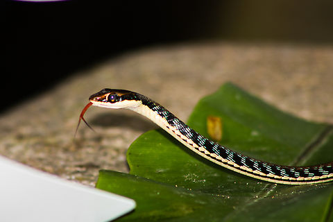 Common bronzeback This tiny serpent was found and shot at a little park. Handsome fella! Common Bronzeback Tree Snake,Dendrelaphis pictus,Painted Bronzeback