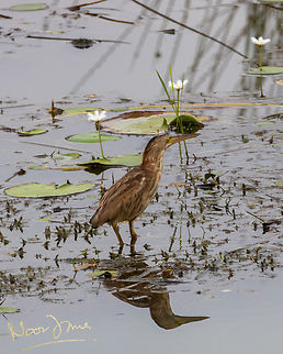 Yellow bittern Hunting near the reeds in man-made wetlands. Geotagged,Ixobrychus sinensis,Malaysia,Putrajaya,Putrajaya Wetlands,Winter,Yellow Bittern