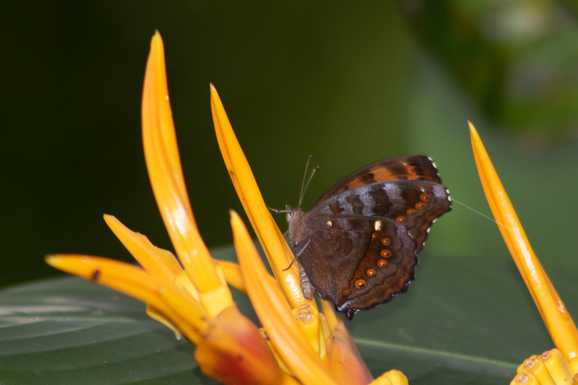 Brown pansy Seems common, but it took a while to ID this..<br />
Misidentified and fixed, thanks to Christine Young. Brown Pansy,Fall,Geotagged,Junonia hedonia,Malay cruiser,Malaysia,Puchong,kupu-kupu