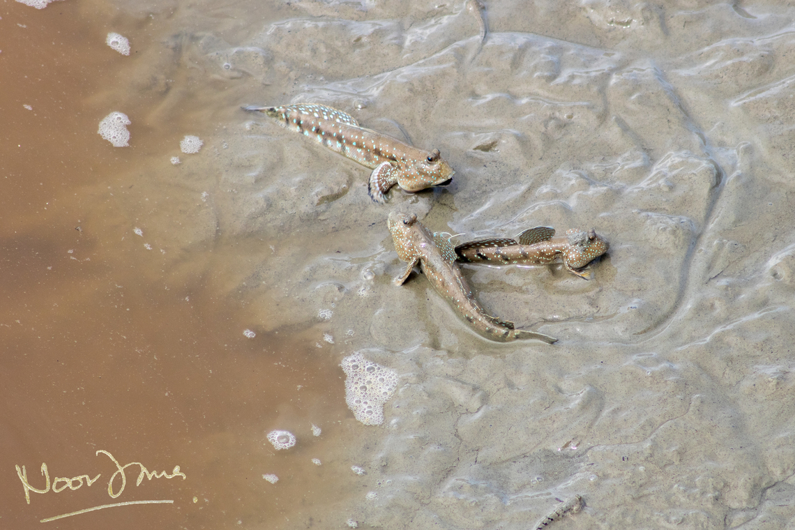 Pretty ugly These are common on mudflats. They are generally not pretty, yet those bright blue spots are quite interesting.. Blue-spotted mudskipper,Boleophthalmus boddarti,Fall,Geotagged,Ikan belacak,Malaysia,mudhopper,mudskipper
