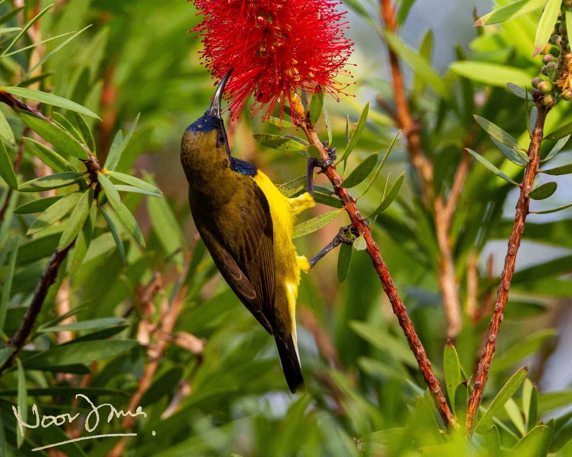 Olive-backed sunbird feeding on bottlebrush flowers Came across this at a neighbourhood park. 2 shots and it was gone! Fairly common species.  Cinnyris jugularis,Geotagged,Malaysia,Olive-backed sunbird,kelicap bukit,yellow-bellied sunbird