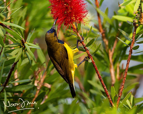 Olive-backed sunbird feeding on bottlebrush flowers Came across this at a neighbourhood park. 2 shots and it was gone! Fairly common species.  Cinnyris jugularis,Geotagged,Malaysia,Olive-backed sunbird,kelicap bukit,yellow-bellied sunbird