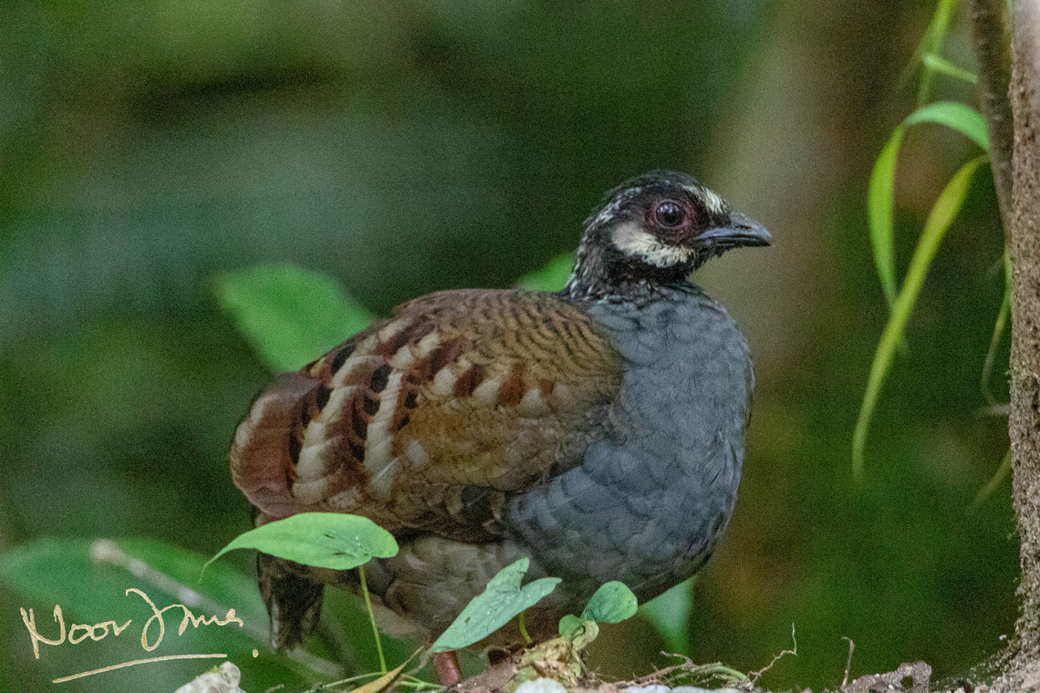 Malaysian hill partridge This is one from a family that resides in Frasers Hill, Pshang.  Arborophila campbelli,Frasers Hill,Geotagged,Malayan partridge,Malaysia,Malaysian hill partridge,Winter,mini chicken