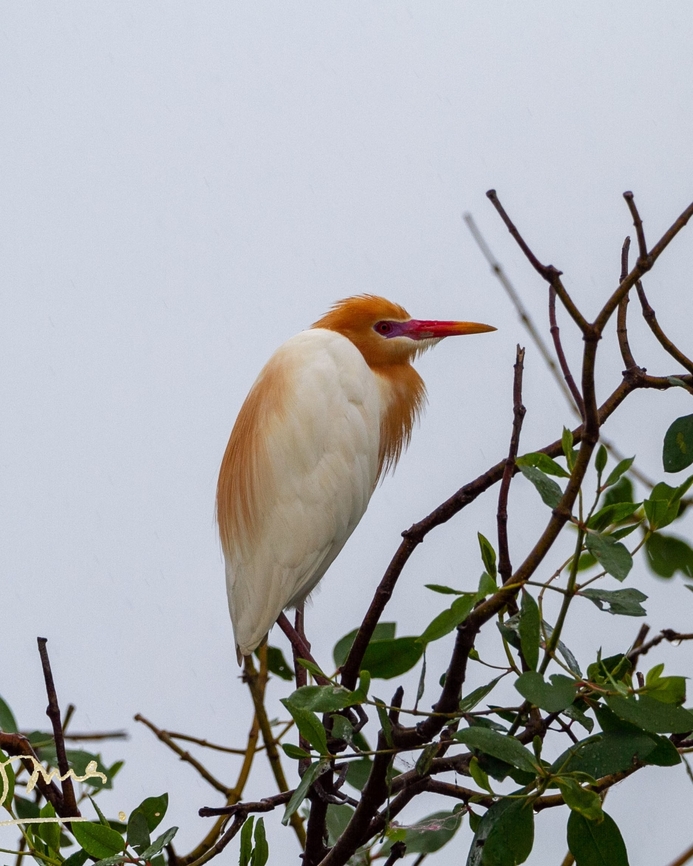 Cattle egret in breeding colours Normal colour is plain white. Bubulcus ibis,Geotagged,Malaysia,Western cattle egret,Winter