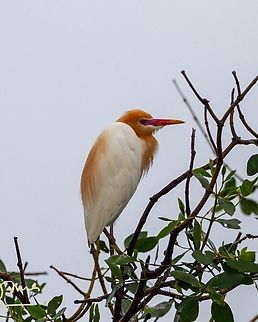 Cattle egret in breeding colours Normal colour is plain white. Bubulcus ibis,Geotagged,Malaysia,Western cattle egret,Winter