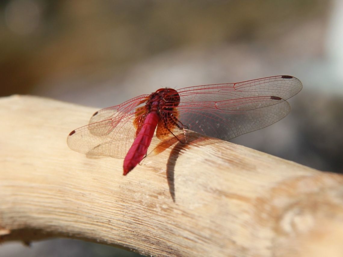 Pink dragonfly Something I found while on a recent photo outing. Just learned that it&#039;s the only species of pink dragonfly in Malaysia :) Crimson Marsh Glider,Geotagged,Malaysia,Spring,Trithemis aurora,contest