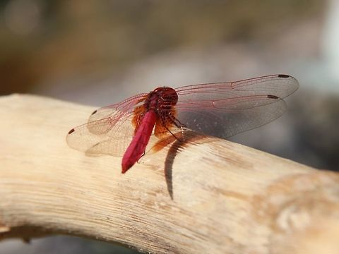 Pink dragonfly Something I found while on a recent photo outing. Just learned that it's the only species of pink dragonfly in Malaysia :) Crimson Marsh Glider,Geotagged,Malaysia,Spring,Trithemis aurora,contest