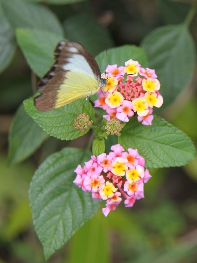 Butterfly kiss A butterfly on Lantana sp. at Jeriau Falls, Fraser's Hill, Malaysia. Appias lyncida,Chocolate Albatross,Geotagged,Malaysia,Spring,butterfly,contest,lantana