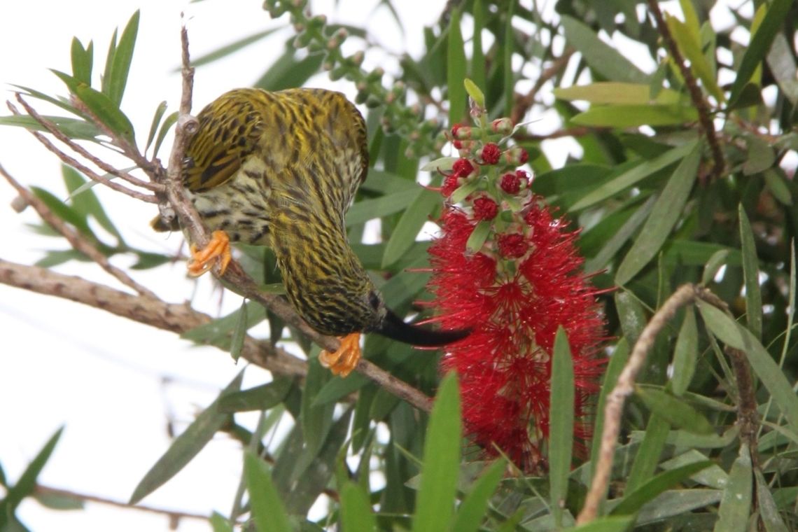 Feeding time Streaked spiderhunter (Arachnothera magna) feeding off a bottlebrush (Callistemon lanceolatus).  Arachnothera magna,Crimson bottlebrush,Frasers Hill,Geotagged,Malaysia,Melaleuca citrina,Spring,Streaked spiderhunter,contest,streaked spiderhunter