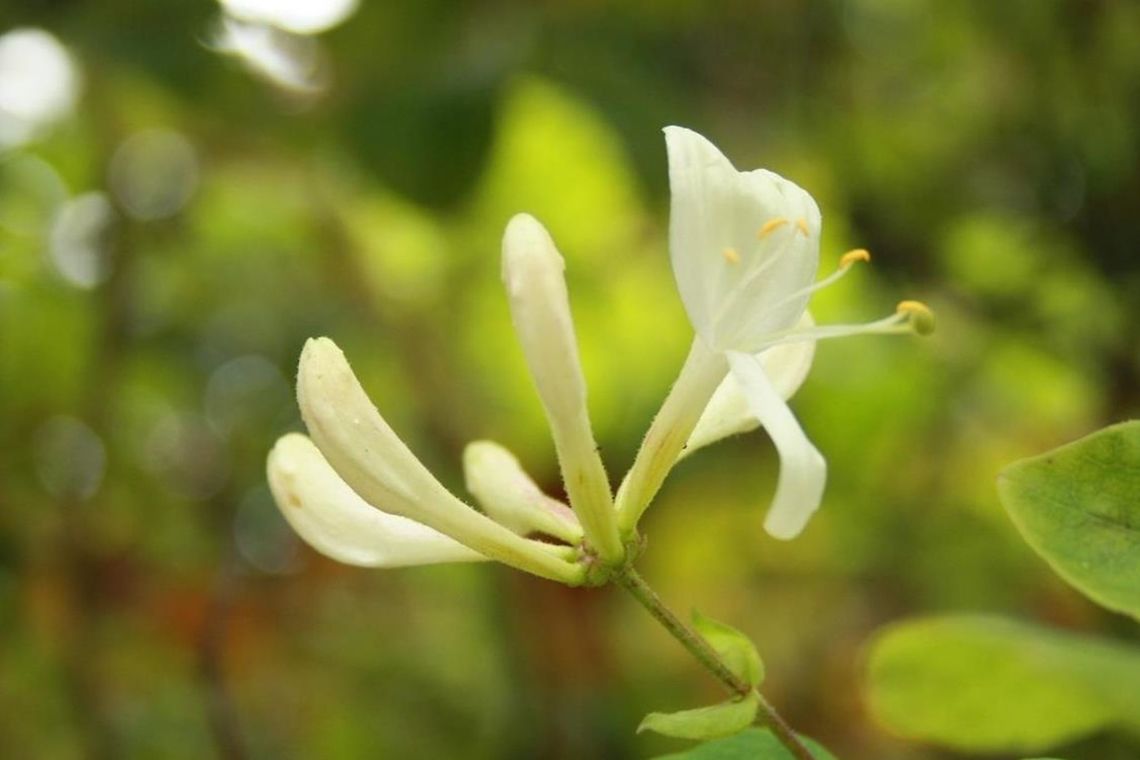 Honeysuckle Taken near Dove Cottage, Lake District, UK. Common Honeysuckle,Dove Cottage,Geotagged,Japanese Honeysuckle,Lonicera japonica,Summer,United Kingdom,contest