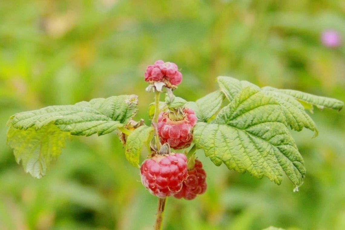 Wild raspberries WIld berries in Alston, Cumbria. Geotagged,Rubus idaeus,Summer,United Kingdom,alston,contest,raspberry