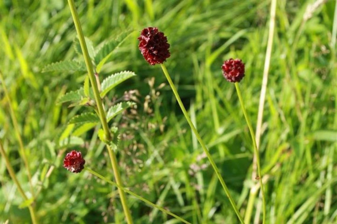 Great burnets Wildflowers in the English countryside. September 2015. Geotagged,Lake District,Sanguisorba officinalis,Summer,United Kingdom,contest,great burnet