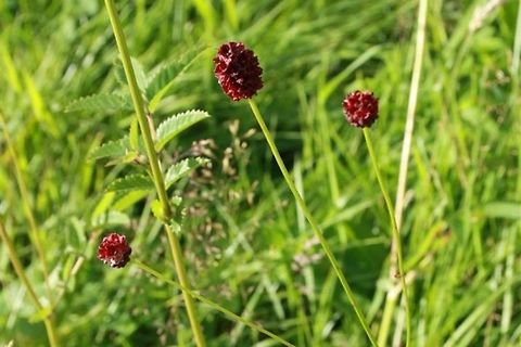 Great burnets Wildflowers in the English countryside. September 2015. Geotagged,Lake District,Sanguisorba officinalis,Summer,United Kingdom,contest,great burnet