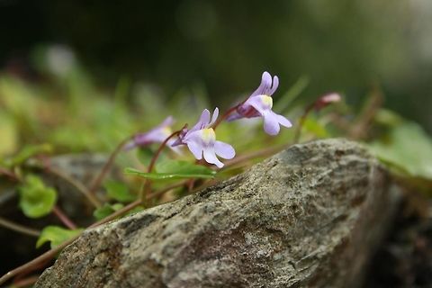 Purple flowers on a wall Tiny little flowers growing on a wall near Dove Cottage, Lake District, UK. Cymbalaria muralis,Geotagged,Summer,United Kingdom,contest,lake district