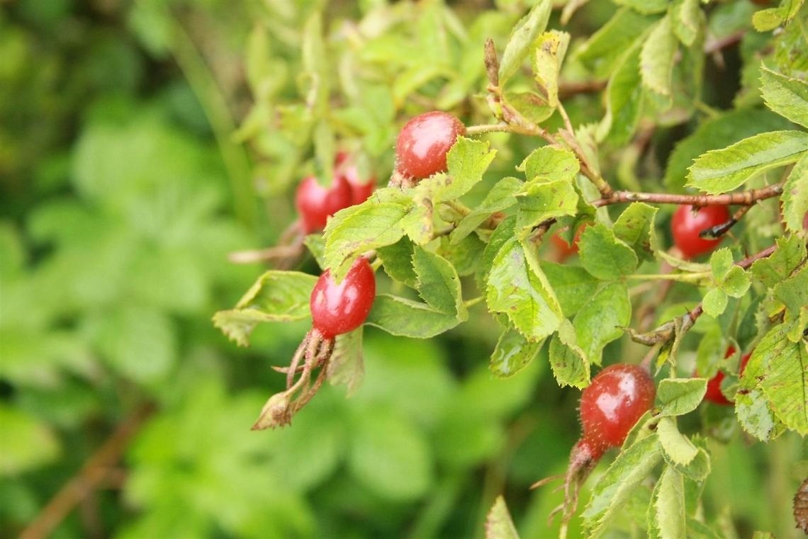 Rosehips Found by the railway track in Alston, Cumbria. Alston,Contest,Dog Rose,Geotagged,Rosa canina,Rosa spithamea,Summer,United Kingdom,rosa sp,rosehips
