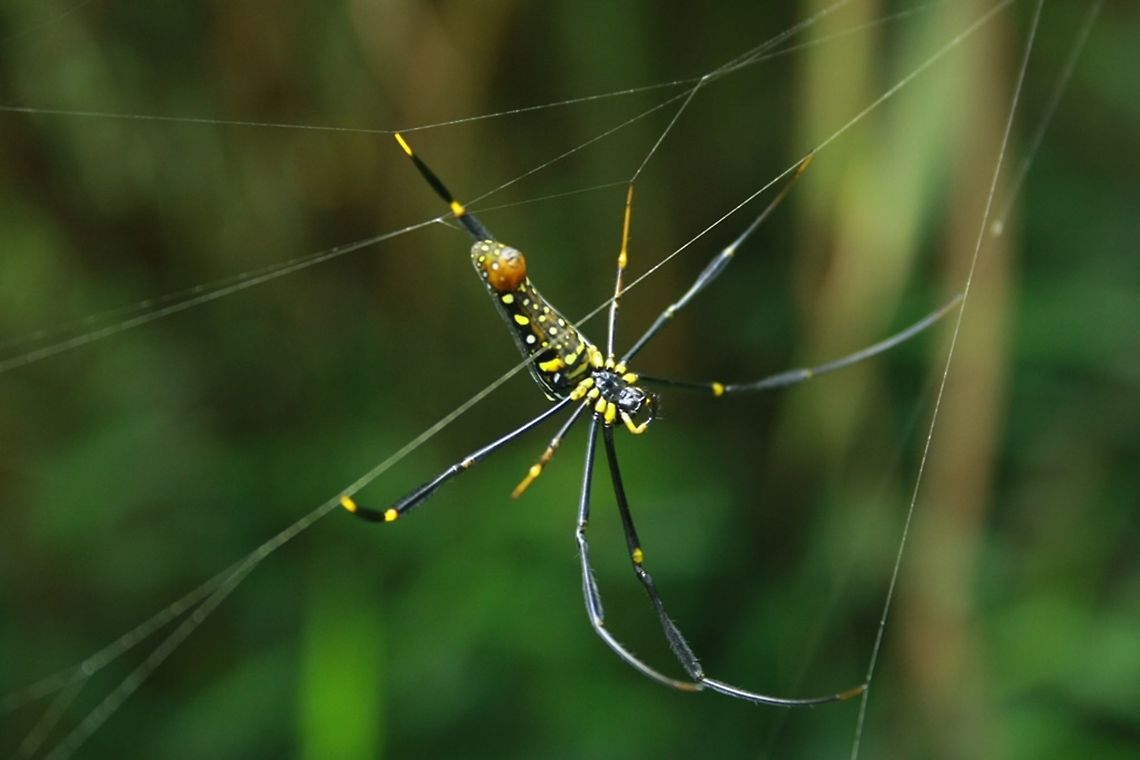 Golden orb weaver A large spider in the bushes.  Frasers Hill,Geotagged,Malaysia,Nephila pilipes,Northern Golden Orb Weaver,Spring,contest,golden orb spider