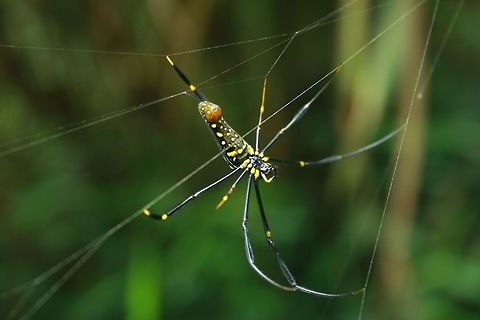 Golden orb weaver A large spider in the bushes.  Frasers Hill,Geotagged,Malaysia,Nephila pilipes,Northern Golden Orb Weaver,Spring,contest,golden orb spider