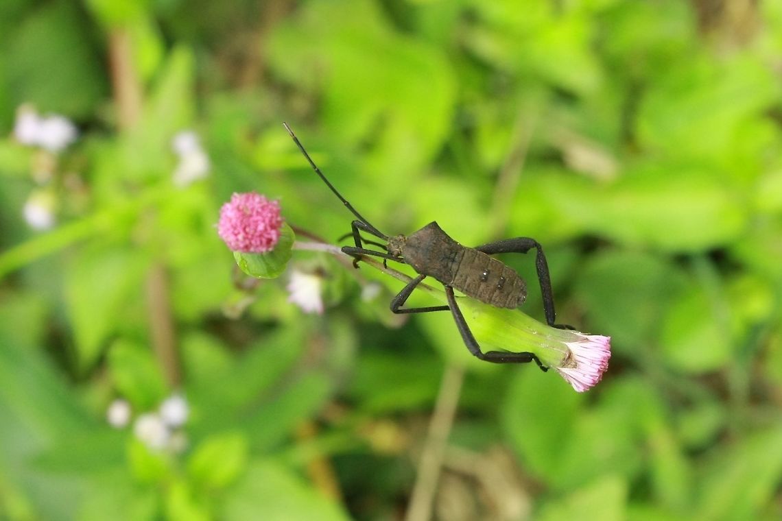 How pretty are thee... Shield bug "courting" a flower. Geotagged,Malaysia,Spring,contest