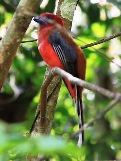 Red-headed trogon (male) A lifer during a recent trip up the hill. Too bad the twig got in the way :P I had to click fast before he flew off!! Geotagged,Harpactes erythrocephalus,Malaysia,Red-headed trogon,Spring
