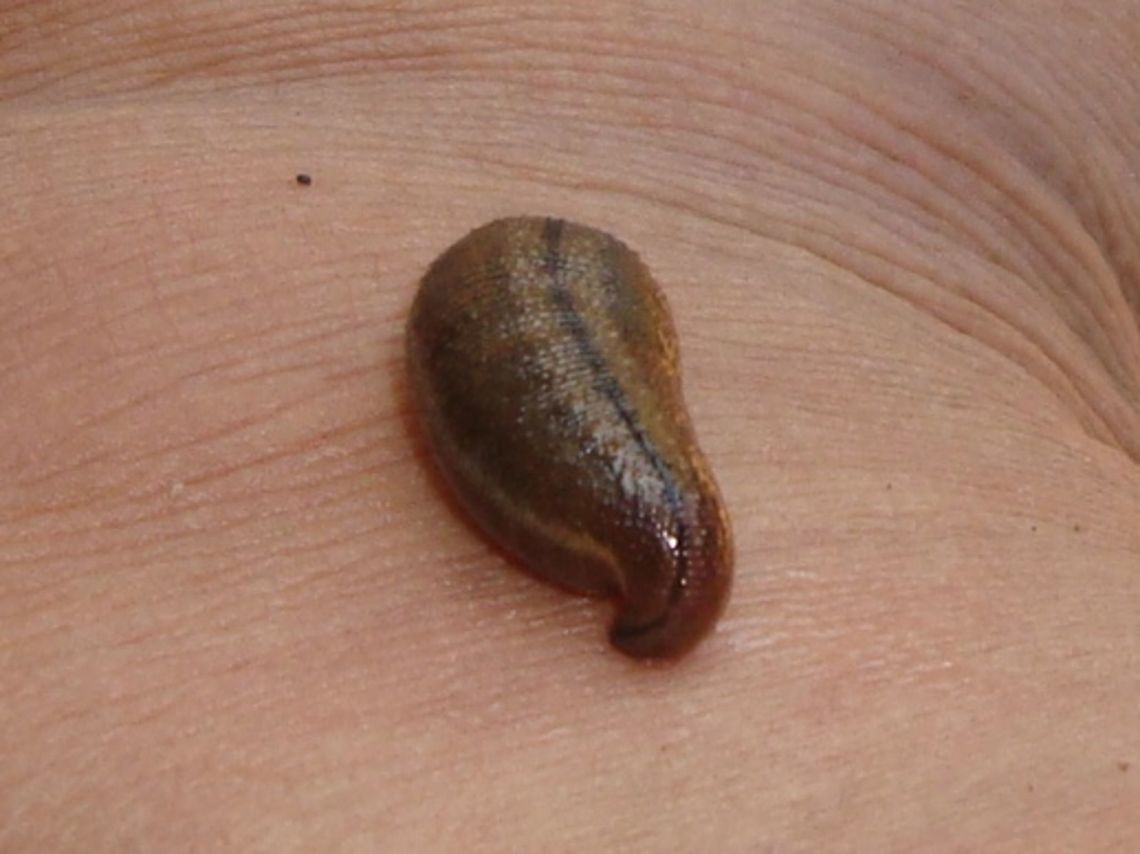 Eee... yucks! Just for fun... The most &quot;sought after&quot; (NOT!!) species when venturing into the rainforest, LOL.  Geotagged,Gua Gajah,Haemadipsa zeylanica,Malaysia,Merapoh National Park,leech