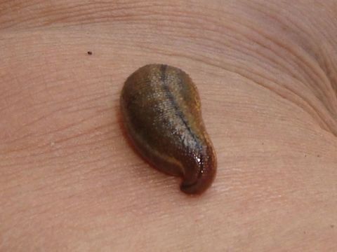 Eee... yucks! Just for fun... The most "sought after" (NOT!!) species when venturing into the rainforest, LOL.  Geotagged,Gua Gajah,Haemadipsa zeylanica,Malaysia,Merapoh National Park,leech